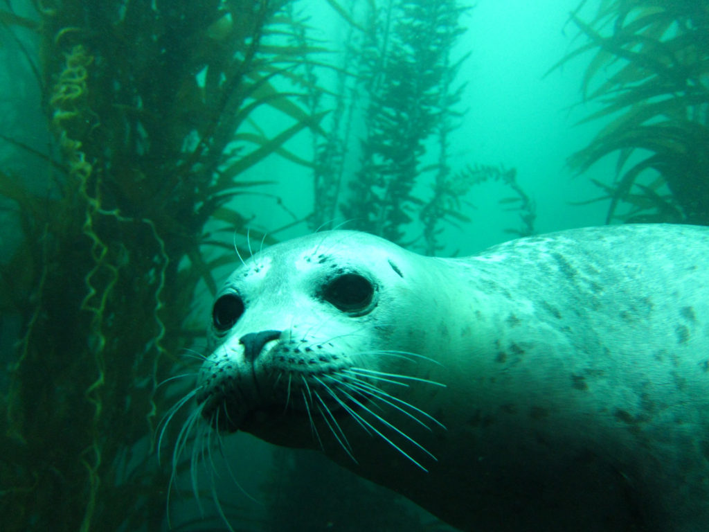 SCUBA SAN DIEGO