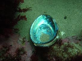 Green Abalone shell on the bottom.