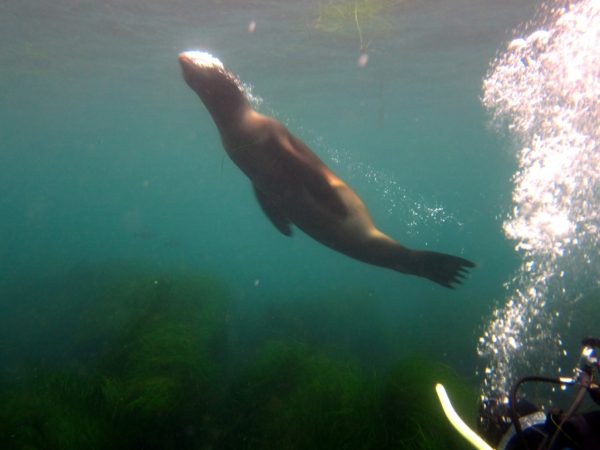 Activities - Scuba San Diego