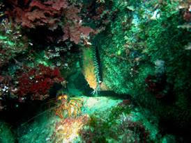 Green abalone with a spiny lobster as neighbor.