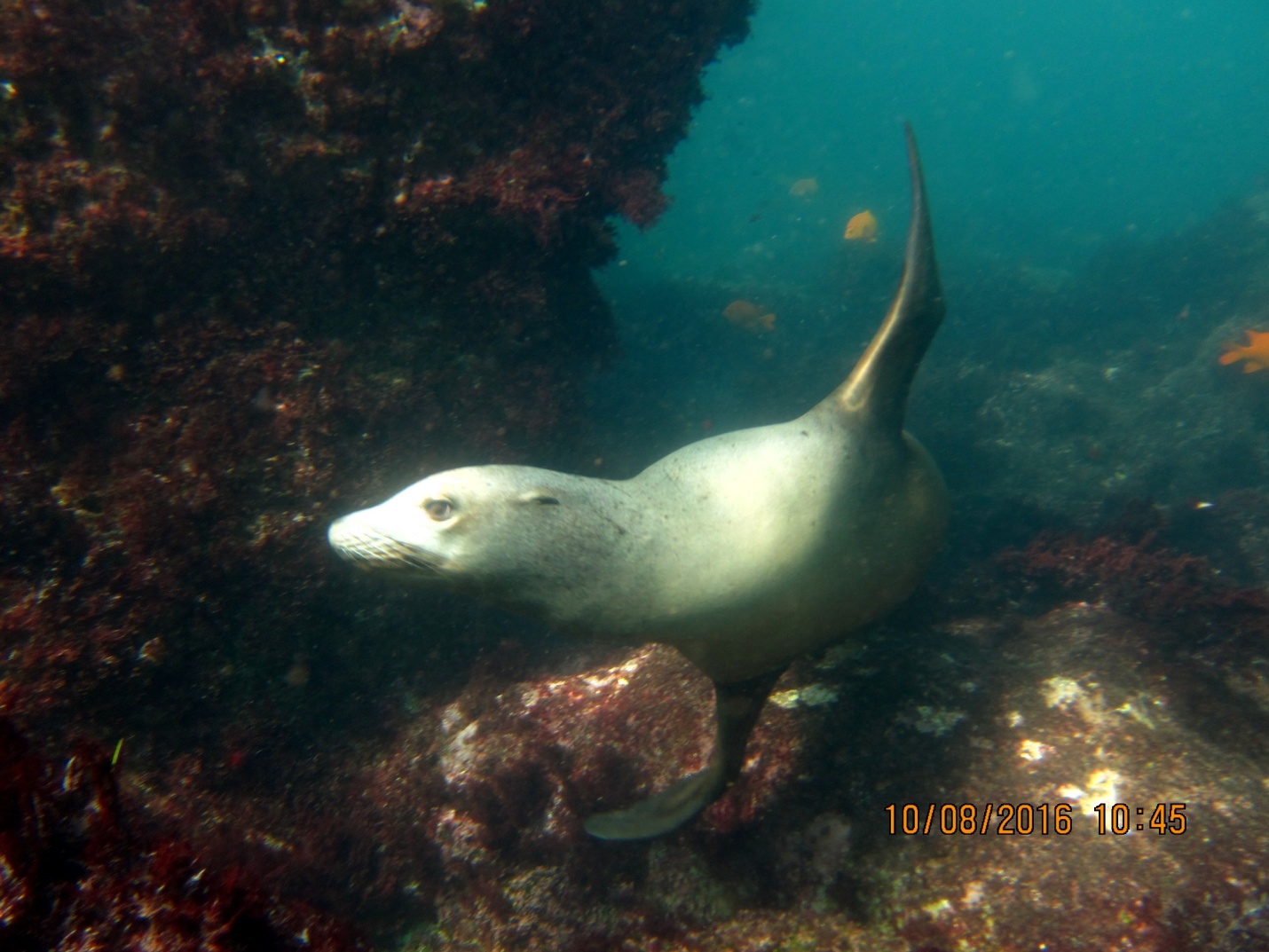 Adult Female Sea Lion