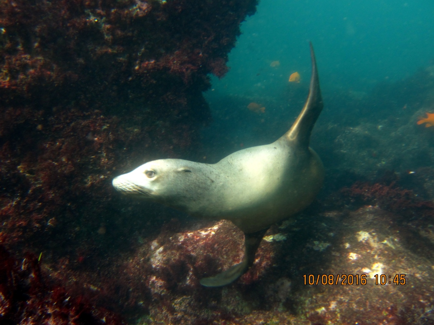 Sea Lions in La Jolla