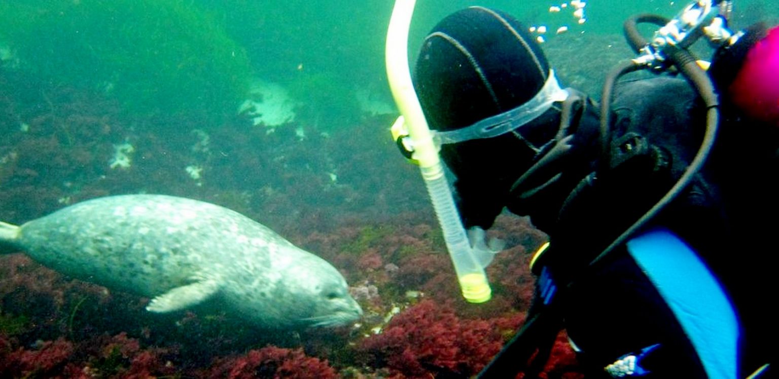 Basic Group Scuba Certification Class Scuba San Diego