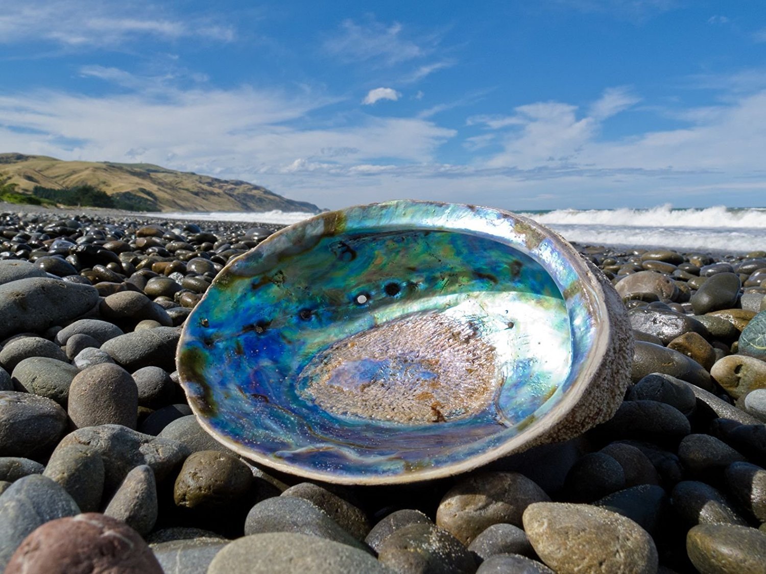 California Abalone Scuba San Diego