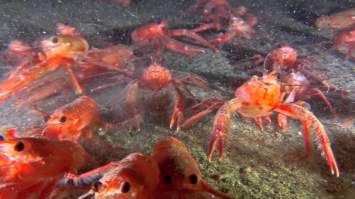 The Tuna or Red Pelagic crabs (Pleuroncodes planipes)
