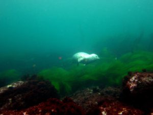 OUR FRIEND BARNEY Harbor Seals (Phoca vitulina)