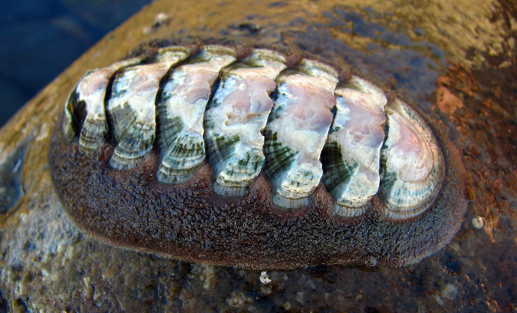 Conspicuous Chitons
