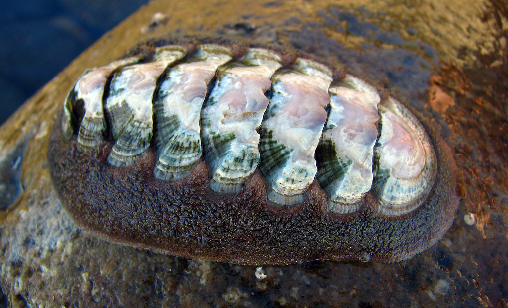 Chiton Sp