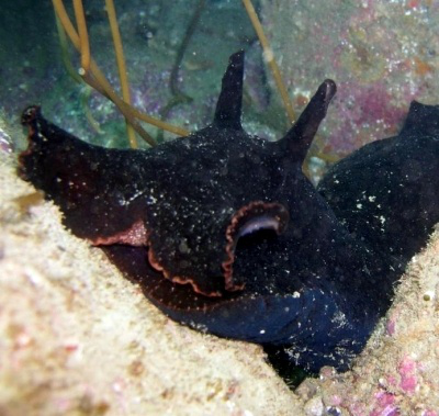  California Sea Hare & Black Sea Hare