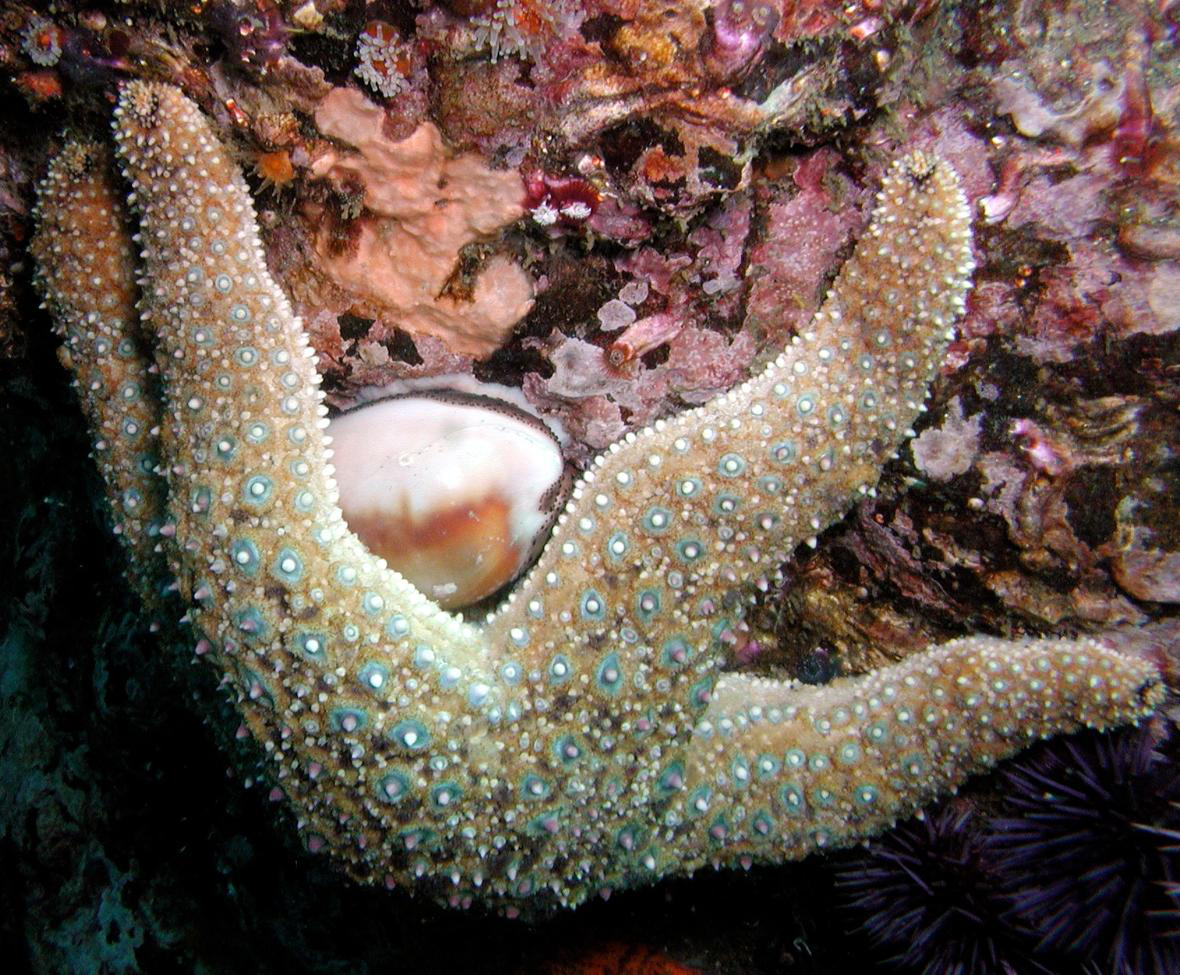 White Thorny Starfish - Knobby Sea Stars - Bumpy Star - California