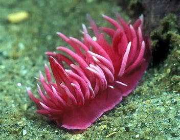 Hopkins’ Rosy Nudibranch