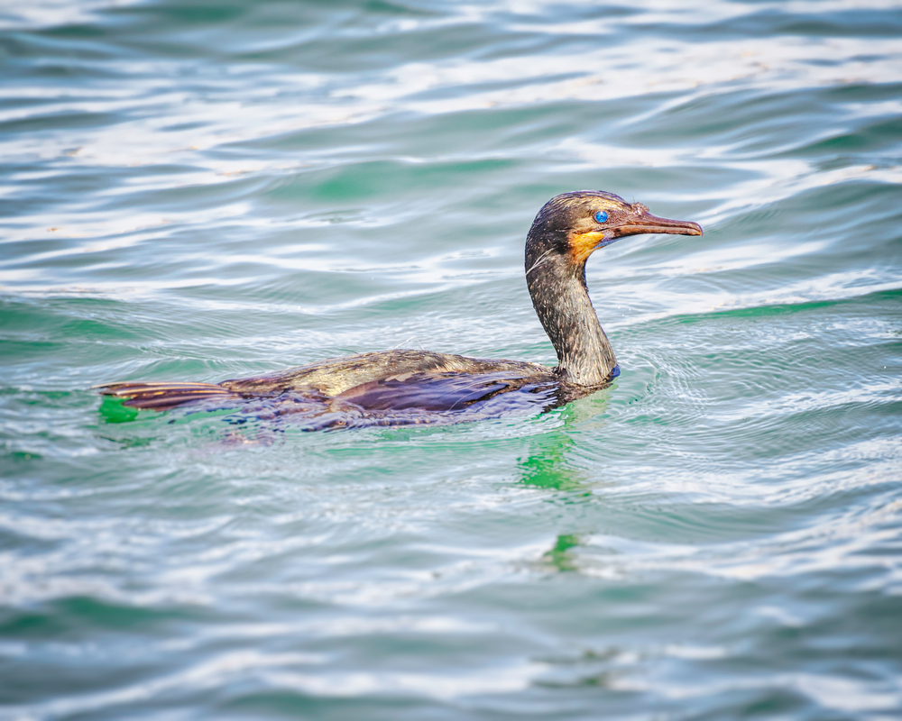 Brandt’s Cormorant