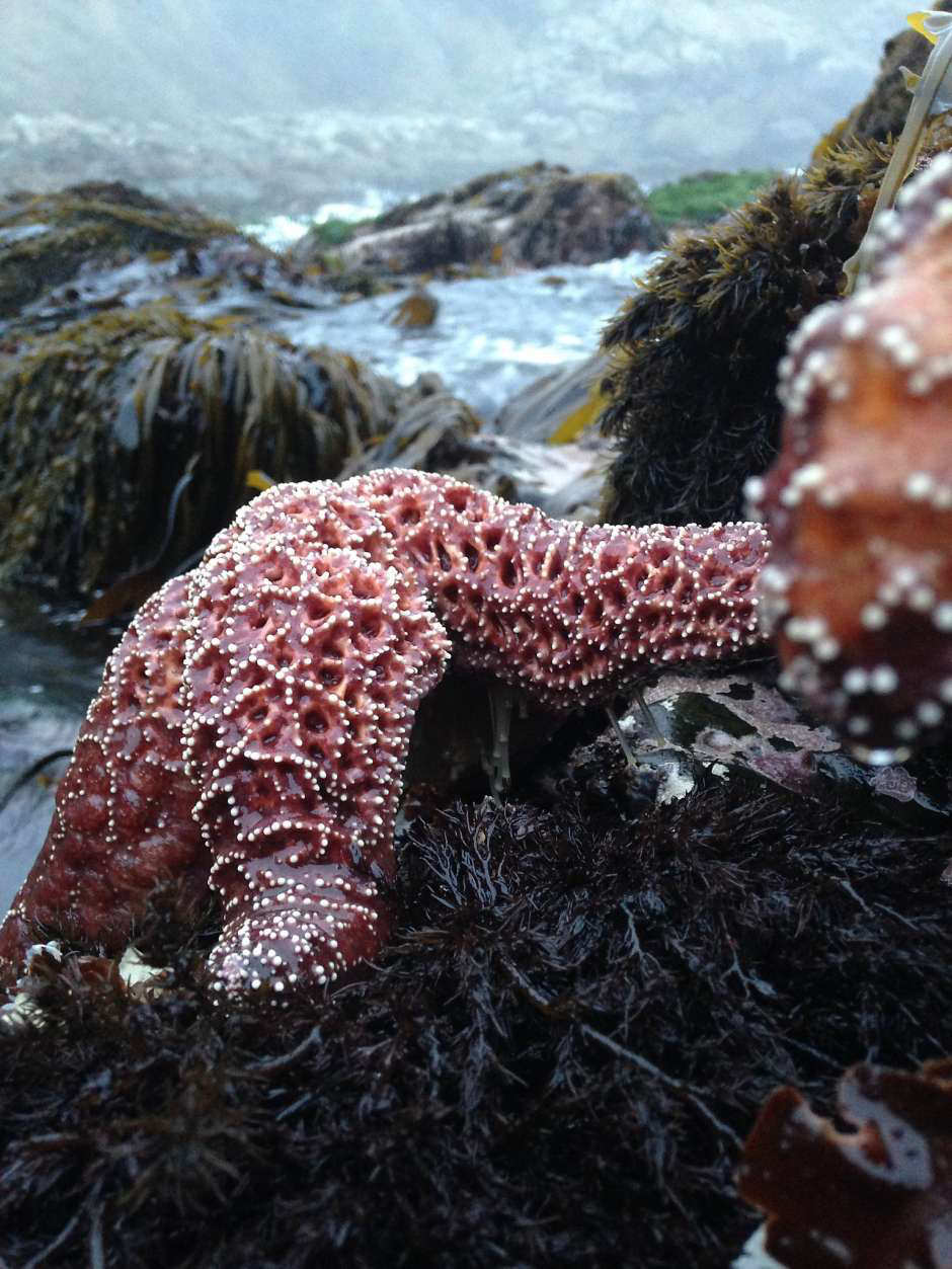 White Thorny Starfish - Knobby Sea Stars - Bumpy Star - California