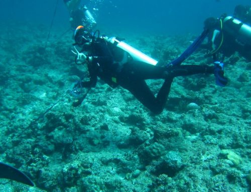 Where Can I Find a Good Scuba Tour in San Diego