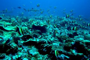 Why San Diego is a Scuba Diver’s Paradise