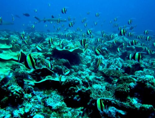 Why San Diego is a Scuba Diver’s Paradise