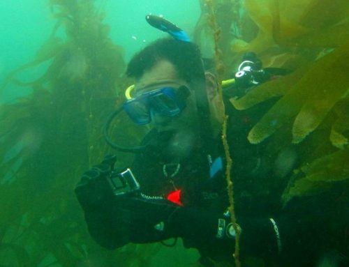 Is San Diego a Good Place to Get Scuba Certified?