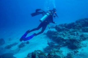New to San Diego Diving? A Guided Tour is the Perfect Start