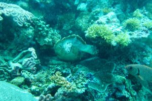 What Makes San Diego a Top Destination for Scuba Diving?