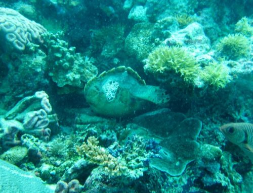 What Makes San Diego a Top Destination for Scuba Diving?