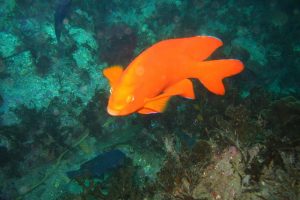 What is the Most Common Marine Life Seen While Scuba Diving in San Diego?
