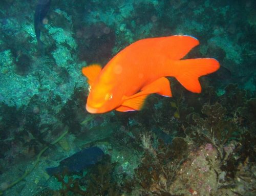 What is the Most Common Marine Life Seen While Scuba Diving in San Diego?