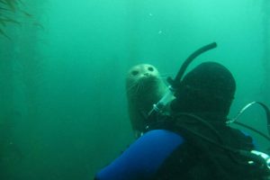 Why Booking a Guided Scuba Dive in San Diego Is Worth It