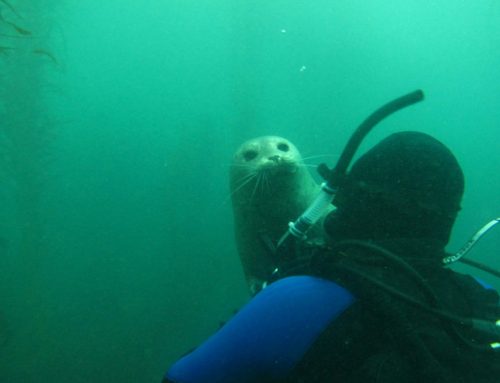 Why Booking a Guided Scuba Dive in San Diego Is Worth It