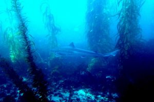 How to Master Buoyancy Control for Low-Impact Diving in Kelp Forests