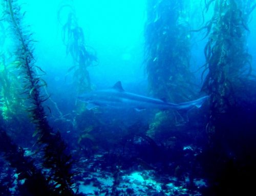 How to Master Buoyancy Control for Low-Impact Diving in Kelp Forests