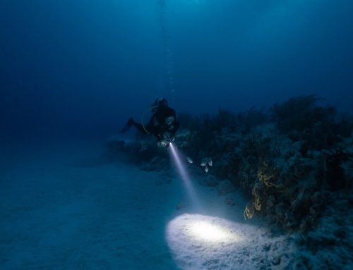 When to Consider Night Dives for a New Perspective on San Diego Marine Life