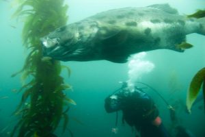 Why Exploring the San Diego‑La Jolla Underwater Park Offers Unmatched Biodiversity