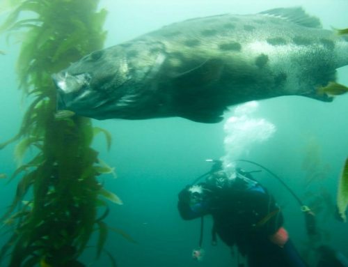Why Exploring the San Diego‑La Jolla Underwater Park Offers Unmatched Biodiversity