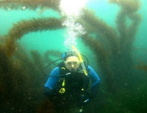 How a Scuba Refresher Course Helps You Dive With Confidence Again