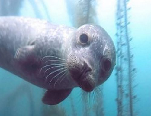 Why San Diego Is a Great Place to Learn Scuba Diving
