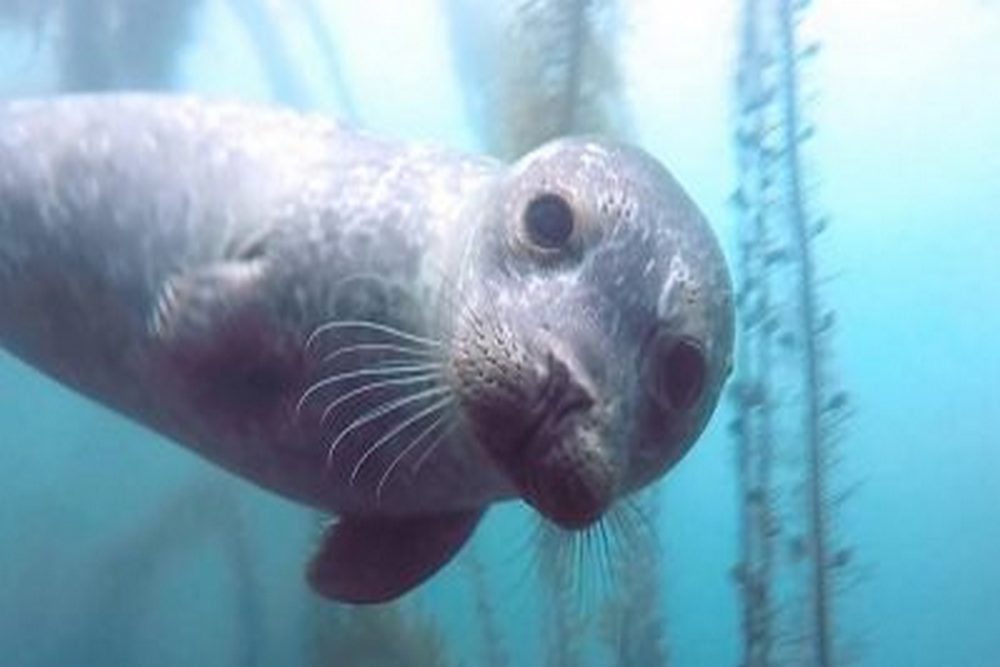 Why San Diego Is a Great Place to Learn Scuba Diving